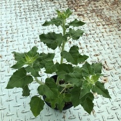 夏定番のヒマワリの苗鉢
