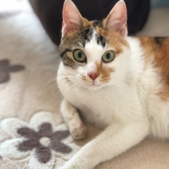 里親探してます。