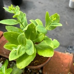 多肉植物（オオベンケイソウ）の画像