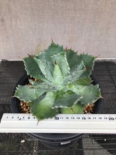 大株　アガベ　イシスメンシ　雷帝　兜蟹　ポタトラム　