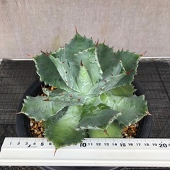 大株　アガベ　イシスメンシ　雷帝　兜蟹　ポタトラム　の画像