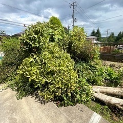 真夏セール【草刈り、剪定】承ります✨ ご近所の目気になりませんか？😭個人様、不動産会社様からも大好評！🙇🏻‍♂️お庭をきれいに気持ちいい夏に！ − 宮城県