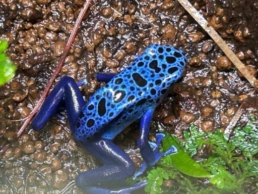 ヤドクガエル　コバルトヤドクガエルアズレウスペア