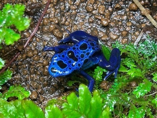 ヤドクガエル　コバルトヤドクガエルアズレウスペア