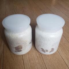 国産オオクワガタ幼虫 2頭(菌糸ボトル800㏄入り) 3令