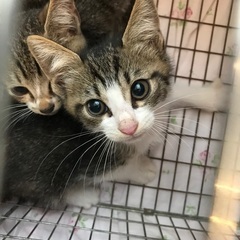 子猫2匹😍里親募集‼️