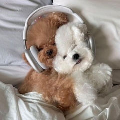 運気アップ🧡癒されたい方