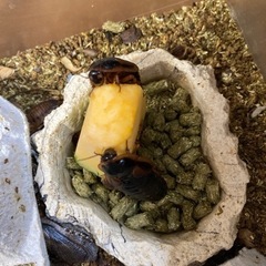 デュビア成虫71匹➕α  