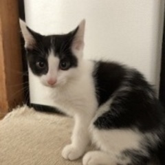 里親を探してます。