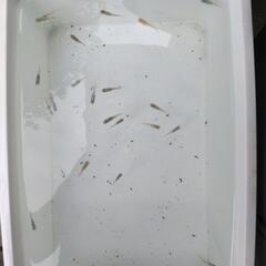 （お話中）メダカ　めだか　画像全ての画像