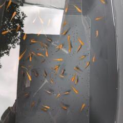 （お話中）メダカ　めだか　画像全ての画像