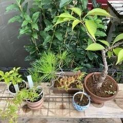 ミニ盆栽5点セット
