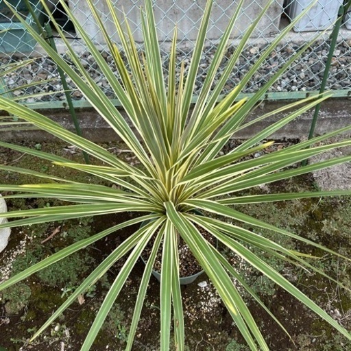 コルジリネ（トーベイダズラー）