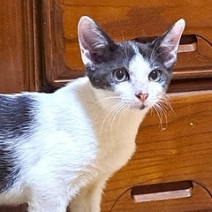 ハチワレおっとりな男の子♪