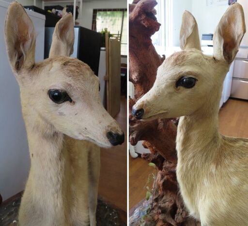 バンビ 剥製 子鹿 小鹿 骨董品