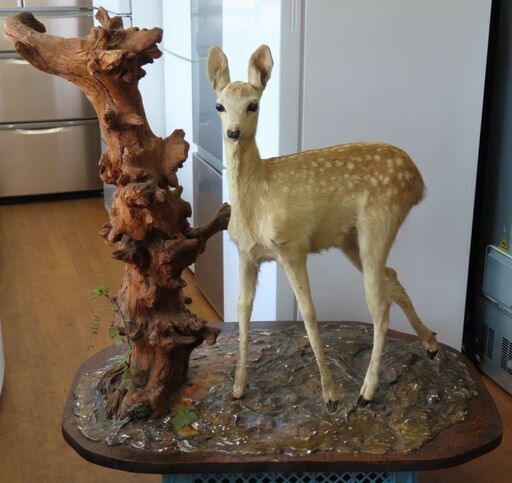 小鹿の剥製