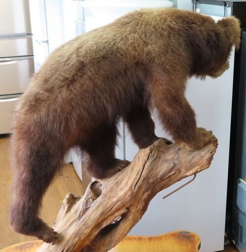 クマの剥製 中山 2025年最新】Yahoo!オークション -熊 剥製の中古品