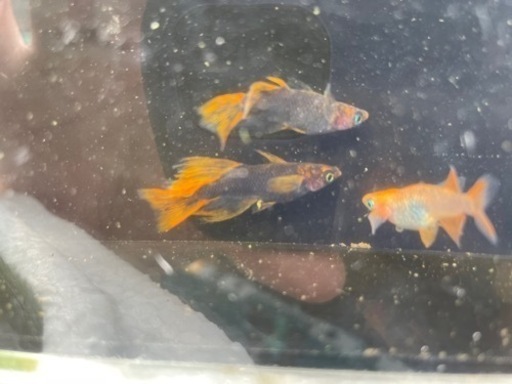 五式タイプR リアルロングフィン　　めだか