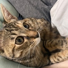 キジトラ 女の子  