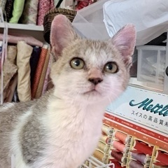 よく甘える子猫です♪