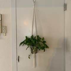 観葉植物ポトス・ハンギング