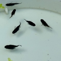 メダカ　オロチダルマ15匹