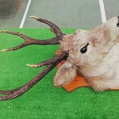 若雄鹿　剥製の画像