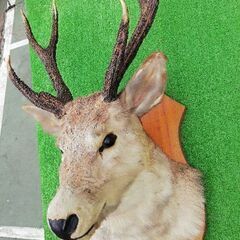 若雄鹿　剥製の画像