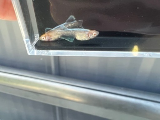 メダカ　レッドクリフ　アルビノ　レッドアイ