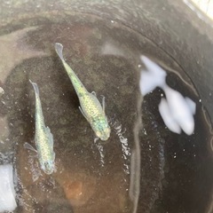 サボテンメダカ