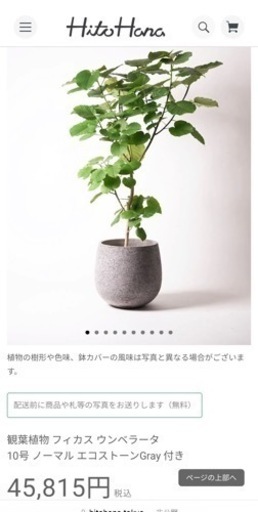 ウンベラータ10号鉢付