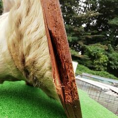 若雄鹿　剥製の画像