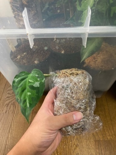 アグラオネマ　アンダマン
