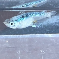 ♫高級改良めだか　黑天幻龍　和墨　輝黒龍　等々の画像