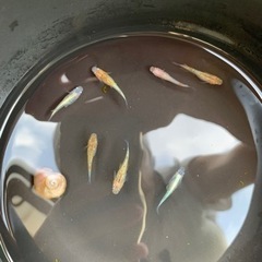 煌ラメ 7匹