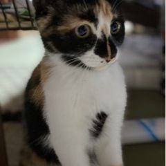 甘えん坊のミケ猫4ヶ月♀