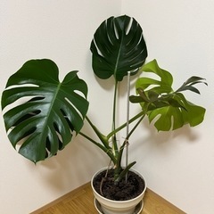 【多数のため終了】【観葉植物】モンステラ