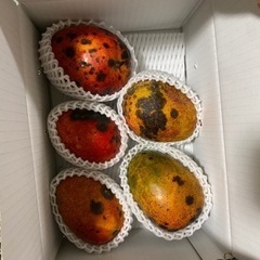 マンゴー訳あり品限定販売します（完売致しました）の画像