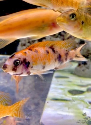 アフリカンシクリッド  Labeotropheus trewavasae Thumbi West O.B MC