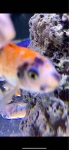 アフリカンシクリッド  Labeotropheus trewavasae Thumbi West O.B MC