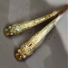 【KAGLA】Ｋメダカ様オリジナル個体卵15粒　の画像