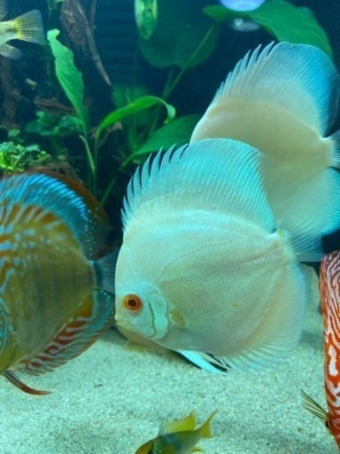 ☆アルビノブルーダイヤディスカス