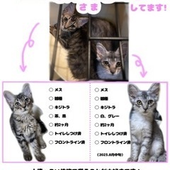 〜里親募集〜生後2ヶ月前後の子猫たちです