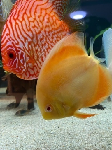 アルビノゴールドディスカス