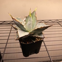 アガベ　オテロイ