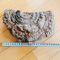 サルノコシカケ