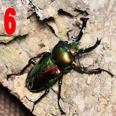 ニジイロクワガタ　長歯_オス1、メス2のトリオ（♂約56mm〜約...