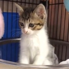 兄弟猫 キジ白ちゃん - 八街市