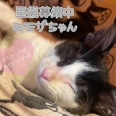 美人💛人馴れ👍5ヶ月の女の子