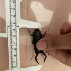 ノコギリクワガタ♂の画像
